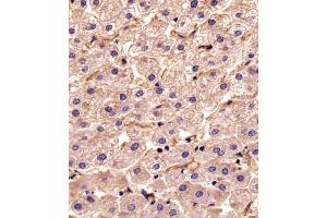 Immunohistochemical analysis of paraffin-embedded H. (STMN2 antibody  (N-Term))