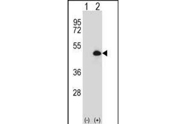 CYP20A1 antibody  (AA 221-250)