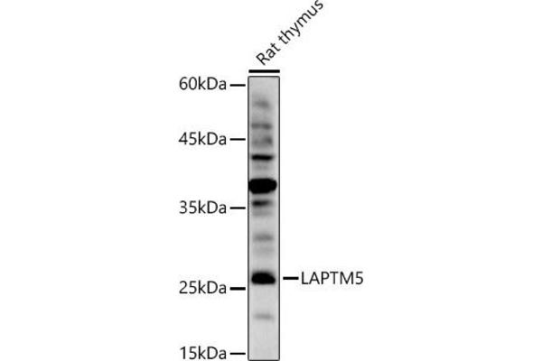 LAPTM5 anticorps