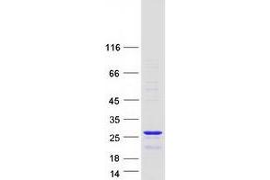 Validation with Western Blot (THOC7 Protein (Myc-DYKDDDDK Tag))