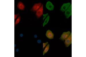 ABIN6257047 and ABIN6273668 staining Hela cells by IF/ICC.