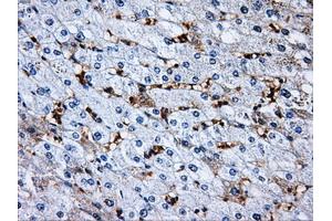 Immunohistochemical staining of paraffin-embedded pancreas tissue using anti-RPA2 mouse monoclonal antibody. (RPA2 antibody)