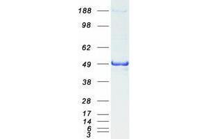 Validation with Western Blot (PSMC3 Protein (Myc-DYKDDDDK Tag))