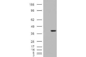 Western Blotting (WB) image for anti-Aryl Hydrocarbon Receptor Interacting Protein (AIP) antibody (ABIN5889634) (AIP antibody)