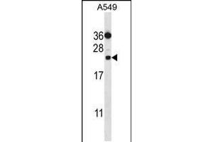 Western blot analysis in A549 cell line lysates (35ug/lane). (PSMD10 antibody  (C-Term))
