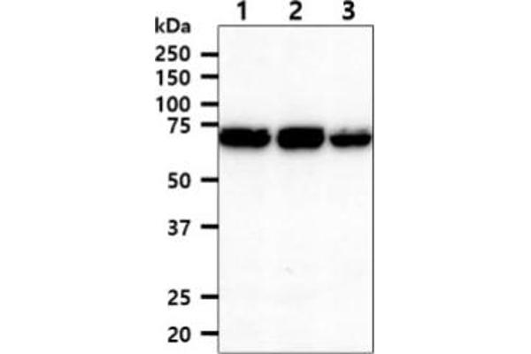XPNPEP1 antibody  (AA 1-623)
