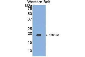 Western Blotting (WB) image for anti-Eosinophil Cationic Protein (ECP) (AA 30-154) antibody (ABIN1860456) (RNASE3 antibody  (AA 30-154))