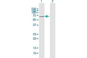 Western Blot analysis of GBP2 expression in transfected 293T cell line by GBP2 MaxPab polyclonal antibody. (GBP2 antibody  (AA 1-591))