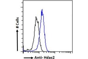 ABIN6391348 Flow cytometric analysis of paraformaldehyde fixed HeLa cells (blue line), permeabilized with 0. (HDAC2 antibody  (Internal Region))