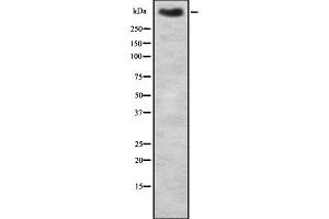 Western blot analysis of MUC2 using HT-29 whole cell lysates (MUC2 antibody)