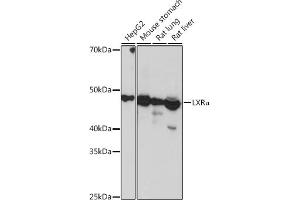 Western blot analysis of extracts of various cell lines, using LXRα Rabbit mAb (ABIN1679005, ABIN3018365, ABIN3018366 and ABIN7101602) at 1:1000 dilution.