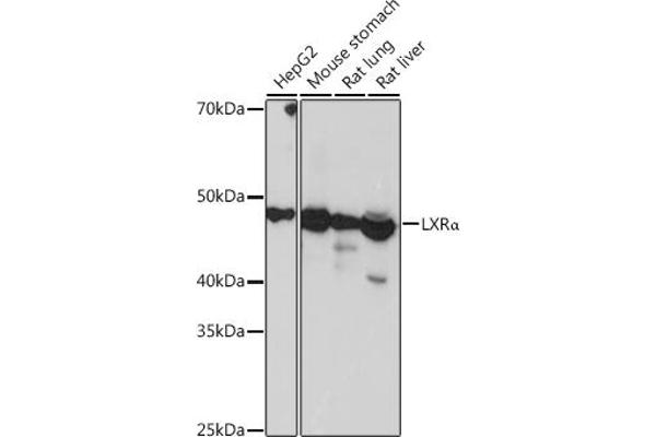 NR1H3 抗体