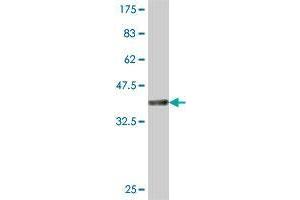 IPPK antibody  (AA 391-491)