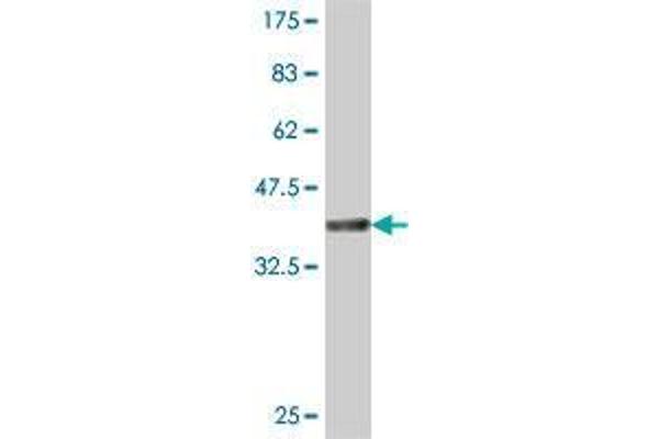 IPPK antibody  (AA 391-491)