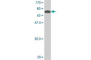 Western Blot detection against Immunogen (74. (BAG5 antibody  (AA 1-447))