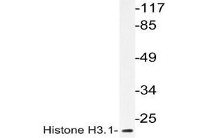 Western blot (WB) analyzes of Histone H3. (Histone H3.1 antibody)