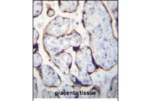 LETM2 Antibody (N-term) (ABIN656294 and ABIN2845601) immunohistochemistry analysis in formalin fixed and paraffin embedded human placenta tissue followed by peroxidase conjugation of the secondary antibody and DAB staining. (LETM2 antibody  (N-Term))