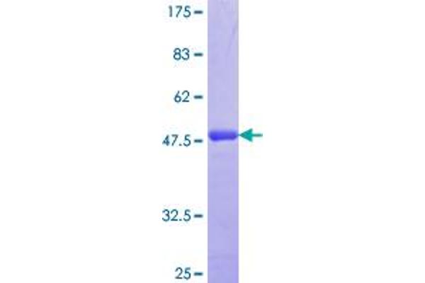 Syndecan 2 Protein (SDC2) (AA 32-130) (GST tag)
