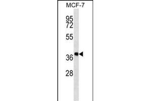 DHRS7B Antibody (Center) (ABIN657263 and ABIN2846358) western blot analysis in MCF-7 cell line lysates (35 μg/lane).