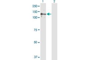 E4F1 antibody  (AA 1-784)