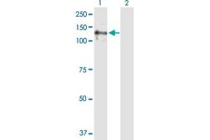 Western Blot analysis of E4F1 expression in transfected 293T cell line by E4F1 MaxPab polyclonal antibody.