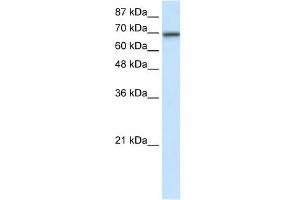 WB Suggested Anti-ELL Antibody Titration:  7. (ELL antibody  (N-Term))
