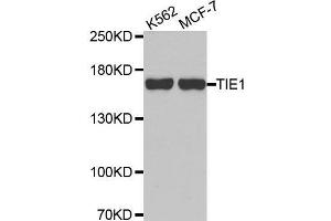 Western blot analysis of extracts of various cell lines, using TIE1 antibody. (TIE1 antibody  (AA 350-600))