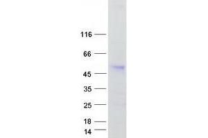 Ankyrin Repeat Domain 10 (ANKRD10) protein (Myc-DYKDDDDK Tag)