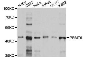 Western blot analysis of extracts of various cell lines, using PRMT6 antibody. (PRMT6 antibody)