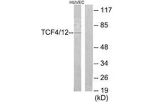 Western blot analysis of extracts from HuvEc cells, using TCF4/12 Antibody. (TCF4/12 (AA 581-630) antibody)