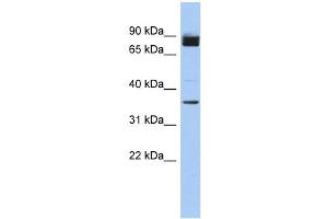 anti-MGC48628 (N-Term) antibody