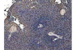 (ABIN184738) (6 μg/mL) staining of paraffin embedded Human Spleen.