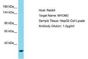 Host: Rabbit Target Name: MYOM3 Sample Tissue: Human HepG2 Whole Cell Antibody Dilution: 1ug/ml (MYOM3 antibody  (C-Term))