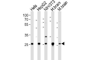 Western blot analysis of lysates from Hela, HepG2, mouse NIH/3T3 cell line, human brain and mouse brain tissue lysate(from left to right), using NDUFS3 Antibody (C-term) (ABIN6243369 and ABIN6577514).