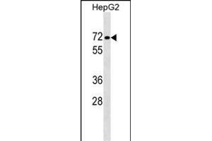 P1R16B Antibody (Center) (ABIN1538368 and ABIN2849180) western blot analysis in HepG2 cell line lysates (35 μg/lane).