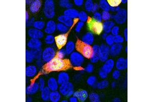 shows HEK293 cells transfected with mCherry and visualized in red. (mCherry antibody)