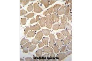 GAS2L2 Antibody (C-term) (ABIN655364 and ABIN2844921) immunohistochemistry analysis in formalin fixed and paraffin embedded human skeletal muscle followed by peroxidase conjugation of the secondary antibody and DAB staining.