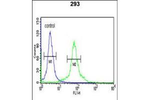 Flow cytometric analysis of 293 cells (right histogram) compared to a negative control cell (left histogram). (DLGAP5 antibody  (AA 228-258))