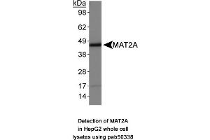Image no. 1 for anti-Methionine Adenosyltransferase II, alpha (MAT2A) (AA 1-100), (N-Term) antibody (ABIN363647) (MAT2A antibody  (N-Term))