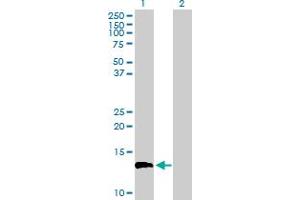 EGFLAM antibody  (AA 1-152)