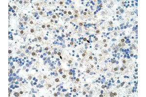 DAZAP1 antibody was used for immunohistochemistry at a concentration of 4-8 ug/ml to stain Hepatocytes (arrows) in Human Liver. (DAZAP1 antibody  (C-Term))