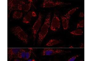 Confocal immunofluorescence analysis of U2OS cells using CHCHD3 Polyclonal Antibody at dilution of 1:100. (CHCHD3 antibody)