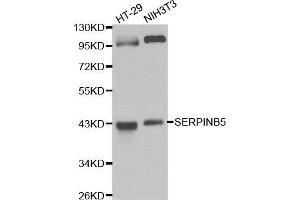 Western blot analysis of HT-29 cell and NIH3T3 cell lysate using SERPINB5 antibody. (SERPINB5 antibody  (AA 21-189))
