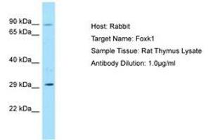 Image no. 1 for anti-Forkhead Box K1 (Foxk1) (AA 61-110) antibody (ABIN6749848) (Foxk1 antibody  (AA 61-110))