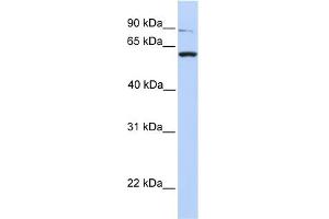 WB Suggested Anti-PTPRA Antibody Titration:  0. (PTPRA antibody  (C-Term))