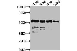 Western Blot Positive WB detected in Recombinant protein All lanes: fkpA antibody at 1:2000 Secondary Goat polyclonal to rabbit IgG at 1/50000 dilution Predicted band size: 55 kDa Observed band size: 55 kDa (FkpA (AA 21-268) antibody)