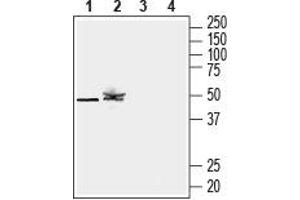 Western blot analysis of mouse lung lysate (lanes 1 and 3) and rat kidney membranes (lanes 2 and 4):1,2.