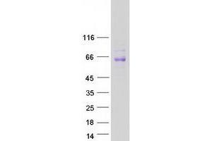 Western Blotting (WB) image for Sialic Acid Binding Ig-Like Lectin 8 (SIGLEC8) protein (Myc-DYKDDDDK Tag) (ABIN2713656)