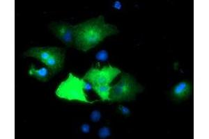 Anti-EPN2 mouse monoclonal antibody (ABIN2455555) immunofluorescent staining of COS7 cells transiently transfected by pCMV6-ENTRY EPN2 (RC213652). (Epsin 2 antibody)