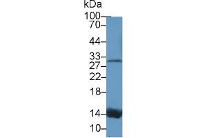 Western Blot; Sample: Canine Serum; Primary Ab: 1µg/ml Rabbit Anti-Canine TTR Antibody Second Ab: 0. (TTR antibody  (AA 23-147))